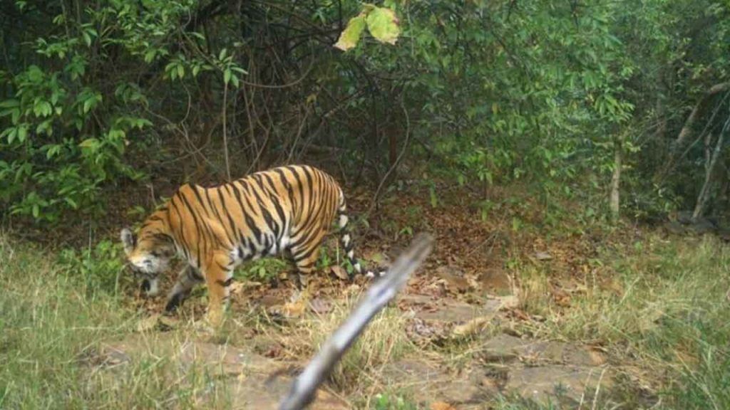 Telangana Fears Tiger: తెలంగాణను బెంబేలెత్తిస్తున్న పెద్ద పులులు.. ఏక కాలంలో రెండు పులుల దాడులు.. Telangana Fears Tiger: తెలంగాణను బెంబేలెత్తిస్తున్న పెద్ద పులులు.. ఏక కాలంలో రెండు పులుల దాడులు..