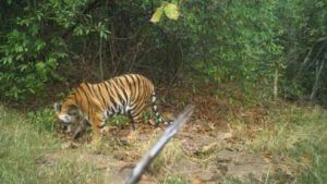Telangana Fears Tiger: తెలంగాణను బెంబేలెత్తిస్తున్న పెద్ద పులులు.. ఏక కాలంలో రెండు పులుల దాడులు..