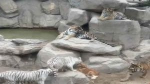 Viral Video: ఐదు పులుల మధ్య సేద తీరుతున్న కుక్క.. వీడియోలో తరువాత ఏం జరిగిందో చూస్తే షాకవుతారు.!