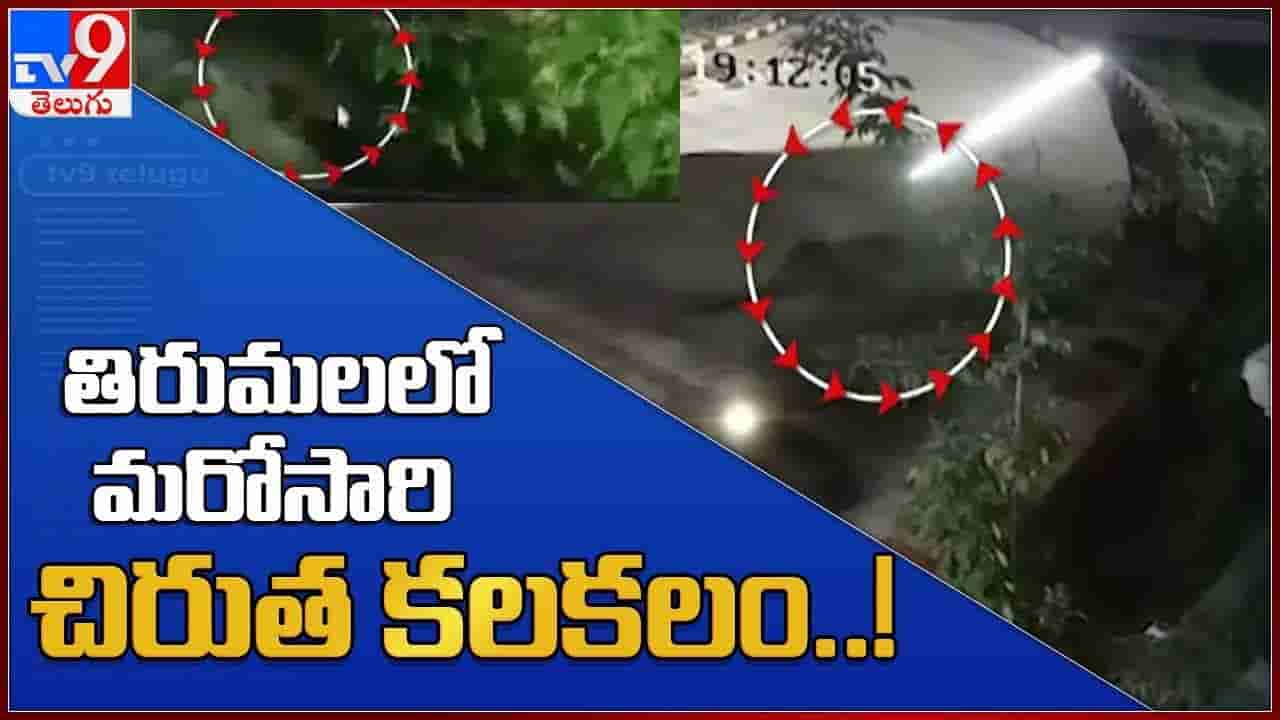 Watch Video: తిరుపతిలో చిరుత కలకలం.. ఎస్వీ యూనివర్సిటీ క్యాంపస్లో సంచారం.. CCTVలో రికార్డైన దృశ్యాలు