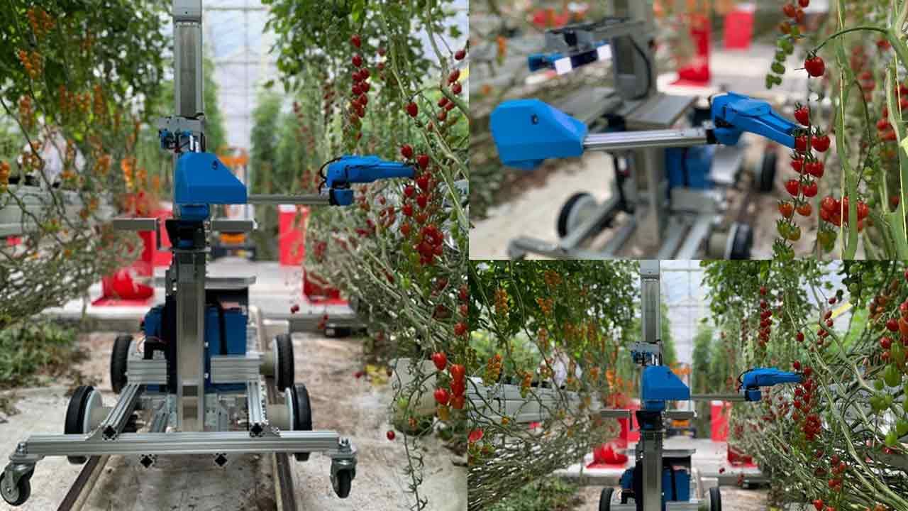 Tomato Harvest Robot: పిచ్చెక్కిస్తున్న జపాన్‌ టెక్నాలజీ.. టామాటాలు తెంచేందుకు రోబోలు.. చూస్తే కళ్లు చెదిరిపోవాల్సిందే..