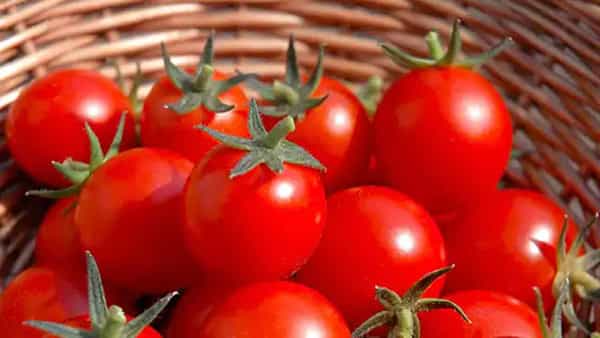 Tomato Price: టమోటా రైతుకు గుడ్ న్యూస్.. చుక్కలను తాకిన టమోటా ధరలు.. ఈ రోజు ధర ఎంతో తెలుసా..