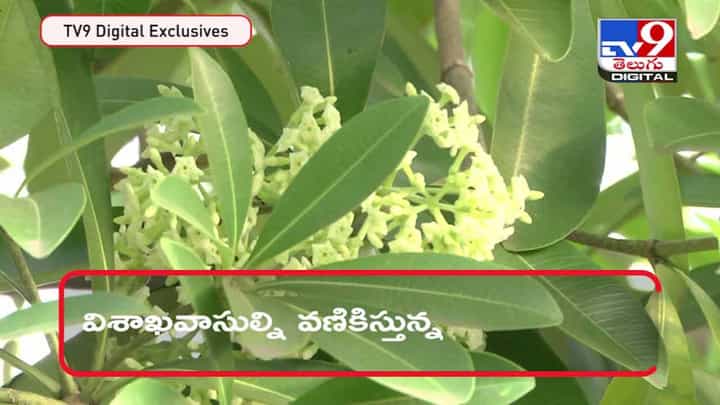 Devil Tree: విశాఖలో దెయ్యం చెట్టు.. హడలిపోతున్న జనాలు.. అసలు మ్యాటర్ ఏంటంటే.. వీడియో Devil Tree: విశాఖలో దెయ్యం చెట్టు.. హడలిపోతున్న జనాలు.. అసలు మ్యాటర్ ఏంటంటే.. వీడియో