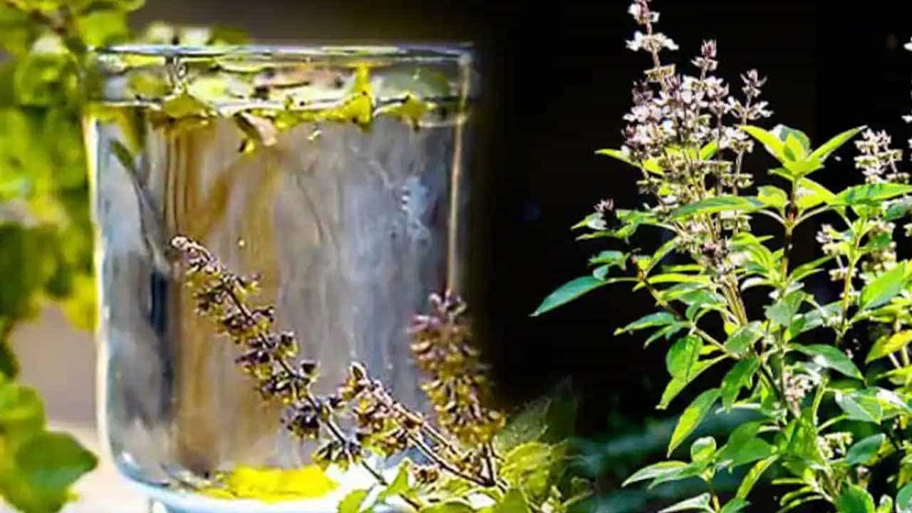 కొబ్బరి నీళ్లు, తులసి ఆకులు, నిమ్మరసం కలిపి తాగితే కడుపు నొప్పి నుంచి ఉపశమనం లభిస్తుంది. కడుపులో ఎసిడిటి ఉన్నవారు ప్రతి రోజూ రెండు నుంచి మూడు తులసి ఆకులను తినాలి. అలాగే పొద్దున్నే తులసి నీరు తాగడం వల్ల సీజనల్ ఇన్ఫెక్షన్స్‌కు చెక్ పెట్టవచ్చు.