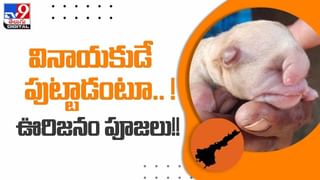 Viral Video: అడవిలో ఎలుగుబంటికి పులి తారసపడితే ఎట్లుంటదో తెలుసా? ఇక్కడ ఏం జరిగిందో మీరు ఊహించలేరు..