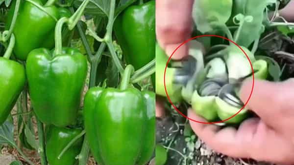 Viral Video: అరెరె.. క్యాప్సికం చెట్లకు డబ్బులు కాస్తున్నాయ్.. ఏంటిది..?