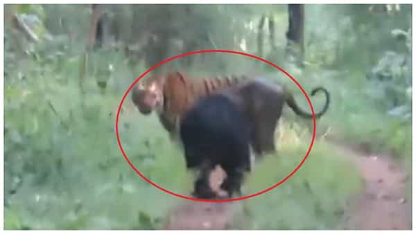 Viral Video: అడవిలో ఎలుగుబంటికి పులి తారసపడితే ఎట్లుంటదో తెలుసా? ఇక్కడ ఏం జరిగిందో మీరు ఊహించలేరు..