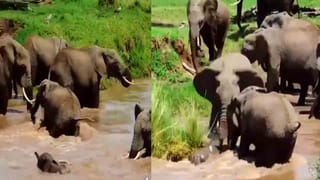 పులి-ఎలుగుబంటి ఒకదానికొకటి ఎదురైతే.. ఏంజరుగుతుంది..? నెట్టింట వైరల్‌ అవుతున్న వీడియో