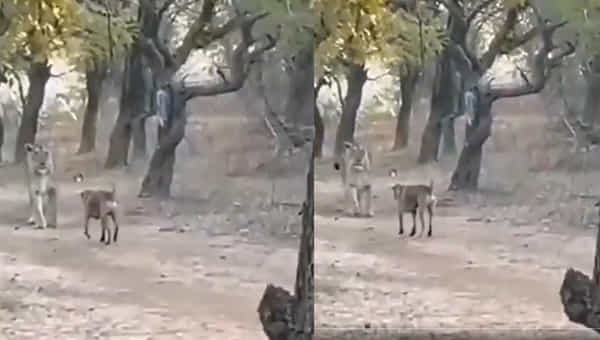 Viral Video: సింహంతో పోరుకు కాలు దువ్విన శునకం.. ఫలితం మాత్రం మీరు ఊహించింది కాదు. వైరల్ వీడియో..