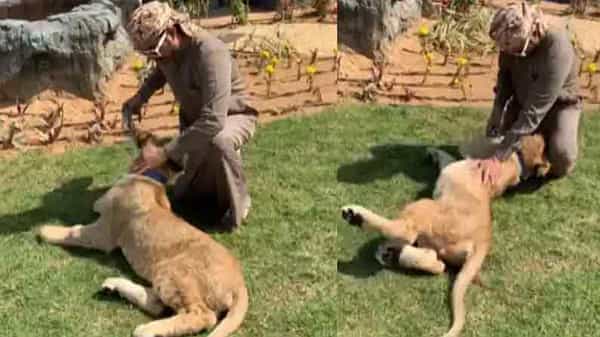 Viral Video: వామ్మో.. దుబాయ్ షేక్కు చుక్కలు చూపించిన పిల్ల సింహం.. అసలేమైందంటే..? వీడియో