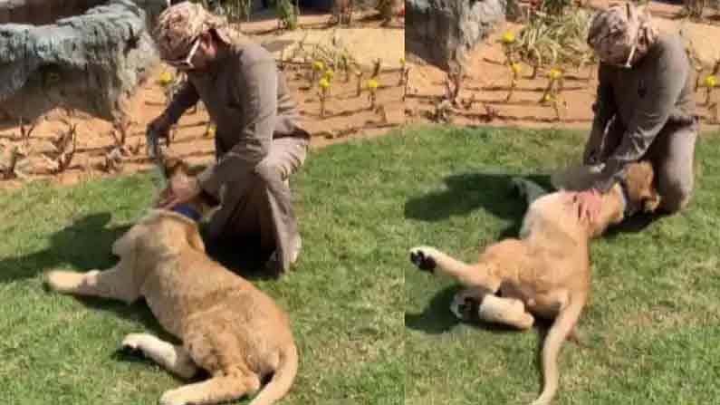 Viral Video: వామ్మో.. దుబాయ్ షేక్‌కు చుక్కలు చూపించిన పిల్ల సింహం.. అసలేమైందంటే..? వీడియో