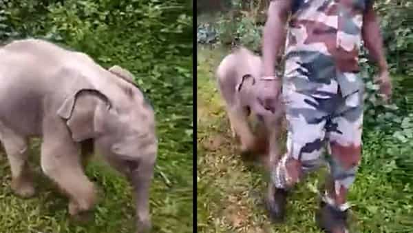 Viral Video: రెస్క్యూ టీమ్ మధ్య క్యూట్ క్యూట్గా గున్న ఏనుగు.. తల్లిదగ్గరకు చేరిన వీడియో వైరల్