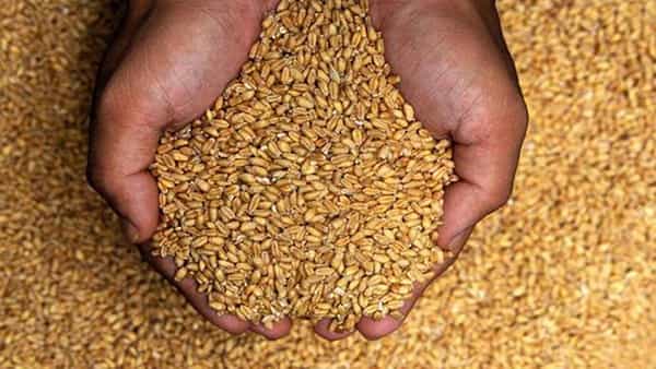 Afghan Crisis: డబ్బులకు బదులు గోధుమలు...తాలిబన్ల కొత్త నిర్ణయం