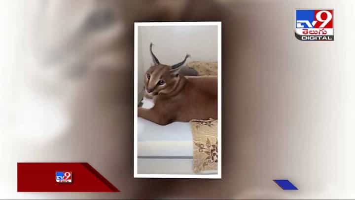 Viral Video: అడవి పిల్లి హాలివుడ్ స్టంట్.. దుమ్ములేపుతున్న వీడియో Viral Video: అడవి పిల్లి హాలివుడ్ స్టంట్.. దుమ్ములేపుతున్న వీడియో