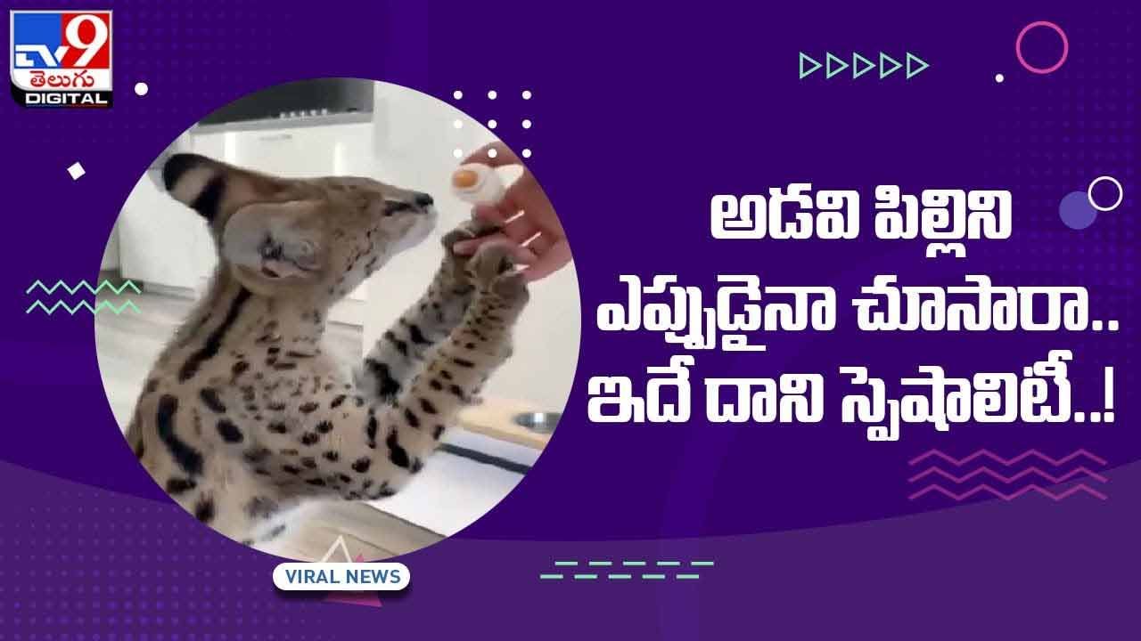 Information about hot sale cat in telugu