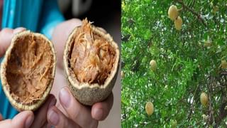 Papaya Leaf Benefits: బొప్పాయి ఆకుల జ్యూస్‏తో డెంగ్యూ ఫసక్.. ప్రయోజనాలు ఏంటో తెలుసుకోండి..