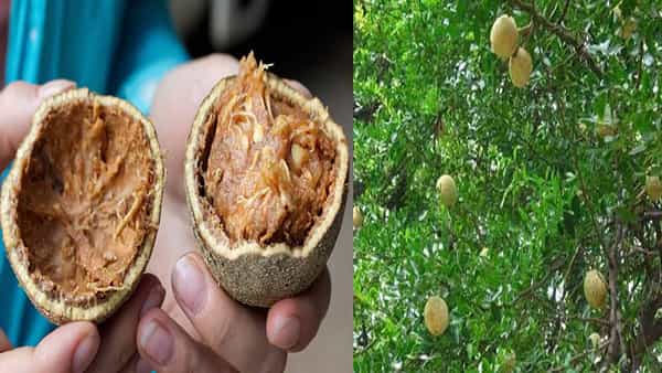 Wood Apple: ఈ సీజన్ లో దొరికే వెలగపండు ఇచ్చే ఆరోగ్య ప్రయోజనాలు ఎన్నో.. అయితే వీరు మాత్రం దూరంగా ఉండాలి..