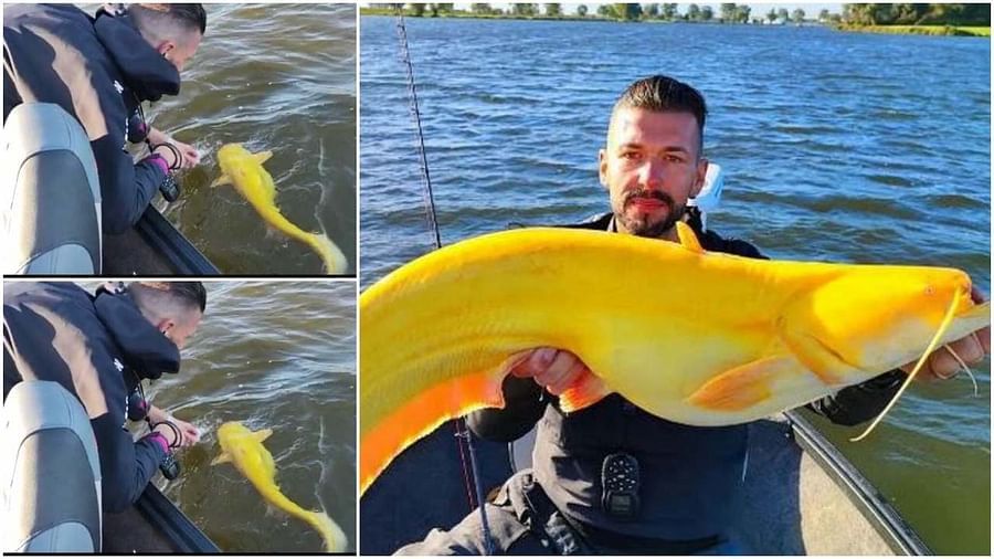 Yellow Fish: పసుపు పచ్చ చేపను ఎప్పుడైనా చూశారా..! ఎక్కడ దొరుకుతుందో తెలుసా..?