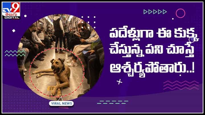 Tourist Dog Viral Video: పదేళ్లుగా ఈ కుక్క చేస్తున్న పని చూస్తే ఆశ్చర్యపోతారు..! పబ్లిక్ వాహనాన్నీ వదలదు.. వైరల్ వీడియో.. Tourist Dog Viral Video: పదేళ్లుగా ఈ కుక్క చేస్తున్న పని చూస్తే ఆశ్చర్యపోతారు..! పబ్లిక్ వాహనాన్నీ వదలదు.. వైరల్ వీడియో..