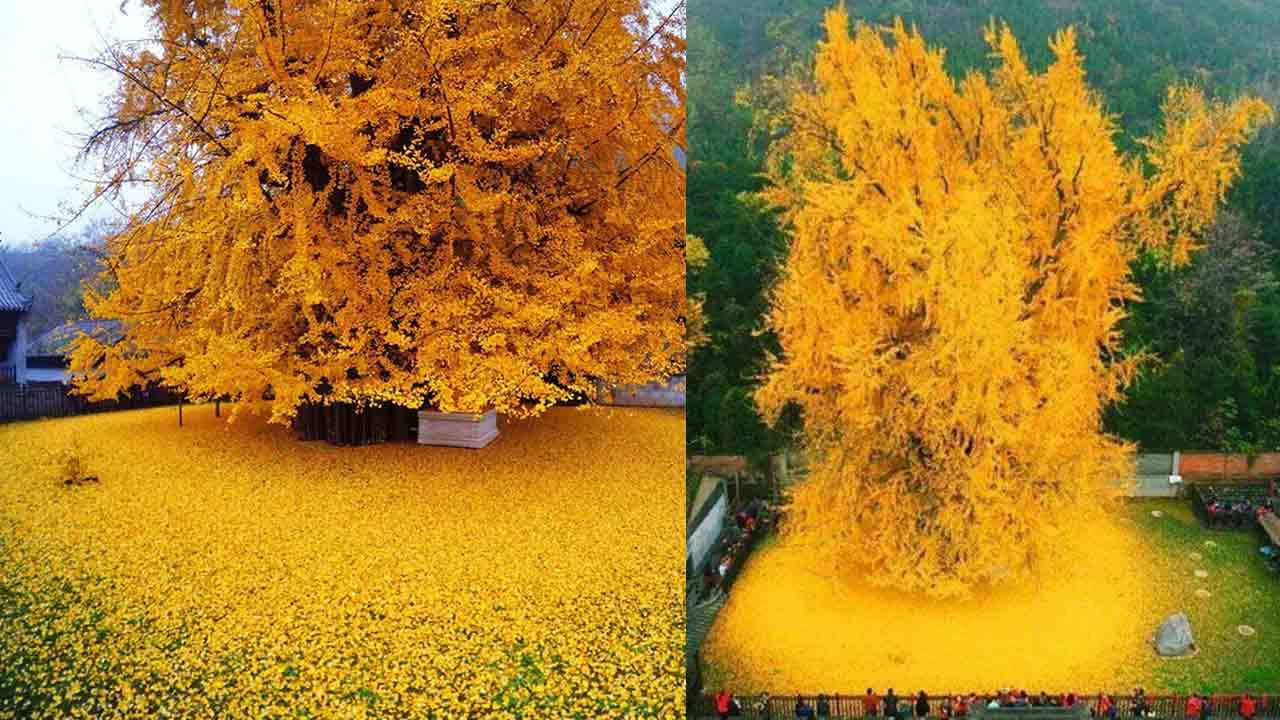 Mysterious Tree: 1,400 ఏళ్లనాటి వృక్షం.. ఇప్పటికీ అంతుచిక్కని రహస్యం