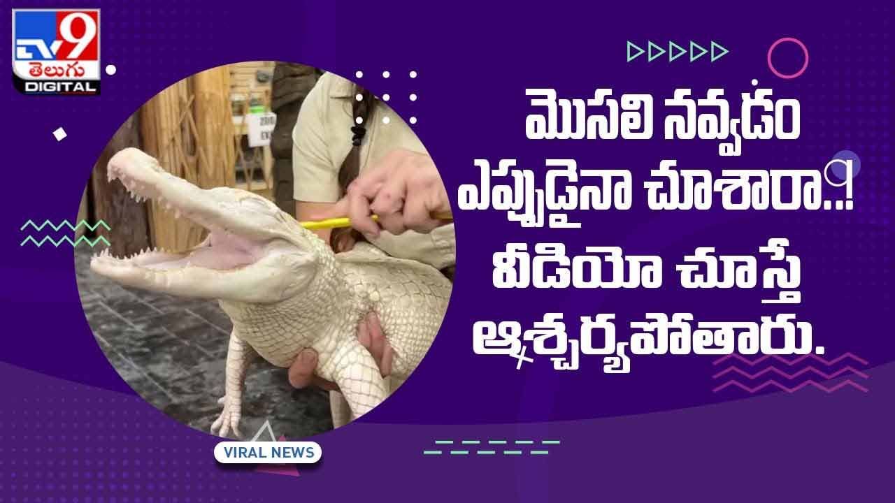 Viral Video: మొసలి నవ్వడం ఎప్పుడైనా చూశారా..! వీడియో చూస్తే ఆశ్చర్యపోతారు.