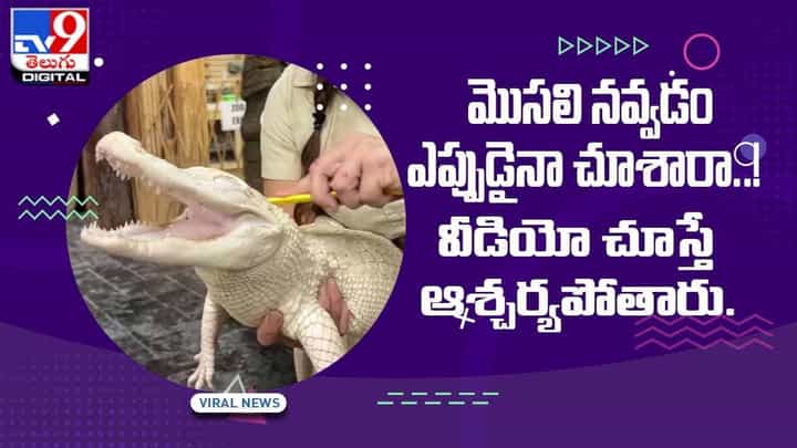 Viral Video: మొసలి నవ్వడం ఎప్పుడైనా చూశారా..! వీడియో చూస్తే ఆశ్చర్యపోతారు. Viral Video: మొసలి నవ్వడం ఎప్పుడైనా చూశారా..! వీడియో చూస్తే ఆశ్చర్యపోతారు.