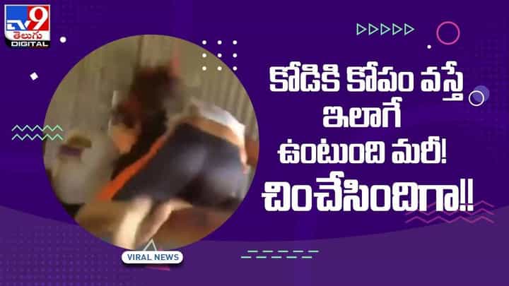Viral Video: కోడికి కోపం వస్తే ఇలాగే ఉంటుంది మరీ !! చించేసిందిగా !! వీడియో Viral Video: కోడికి కోపం వస్తే ఇలాగే ఉంటుంది మరీ !! చించేసిందిగా !! వీడియో