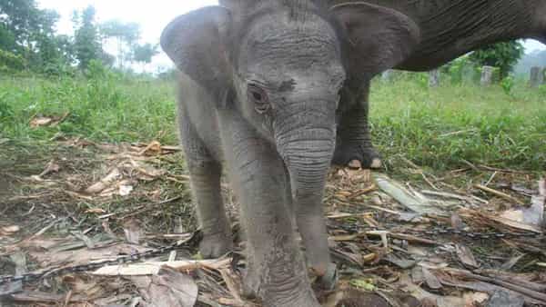 Baby Elephant: వేటగాళ్ల ఉచ్చులో చిక్కుకున్న గున్న ఏనుగు.. తొండం కోల్పోయి మృతి.. రోజు రోజుకీ అంతరించిపోతున్న జాతి