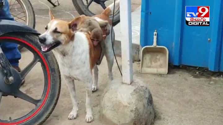 Viral Video: కుక్కపై కోతి స్వారీ !! చూస్తే ఫిదా అవ్వాల్సిందే !! వీడియో Viral Video: కుక్కపై కోతి స్వారీ !! చూస్తే ఫిదా అవ్వాల్సిందే !! వీడియో
