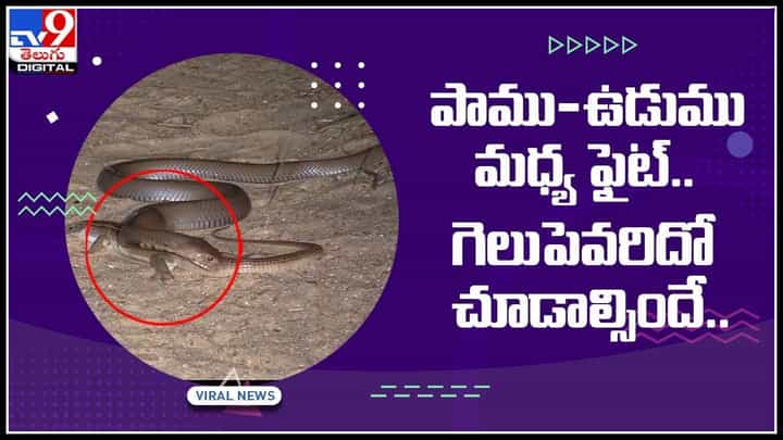 Snake and Lizard Fight Video: పాము, ఉడుము ఫైట్.. గెలుపెవరిదో చూడాల్సిందే నెట్టింట వైరల్ అవుతున్న వీడియో.. Snake and Lizard Fight Video: పాము, ఉడుము ఫైట్.. గెలుపెవరిదో చూడాల్సిందే నెట్టింట వైరల్ అవుతున్న వీడియో..