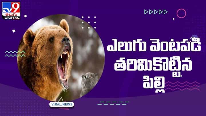Viral Video: ఎలుగు బంటి వెంటపడి తరిమిన పిల్లి.. వీడియో Viral Video: ఎలుగు బంటి వెంటపడి తరిమిన పిల్లి.. వీడియో