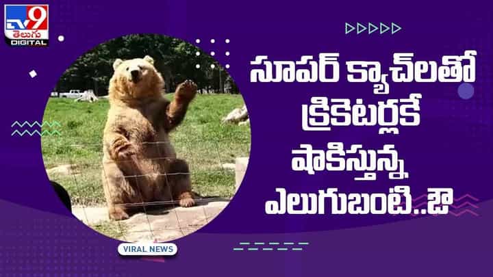 Viral Video: సూపర్ క్యాచ్లతో క్రికెటర్లకే షాకిస్తున్న ఎలుగుబంటి..! వీడియో Viral Video: సూపర్ క్యాచ్లతో క్రికెటర్లకే షాకిస్తున్న ఎలుగుబంటి..! వీడియో