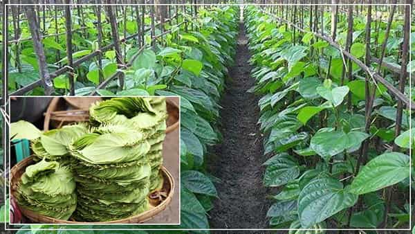 Betel Leaf Farming: తమలపాకుల సాగుతో అద్భుతాలు సృష్టిస్తున్న అక్కడి రైతులు.. దేశంలోనే కాదు.. విదేశాలకు కూడా..