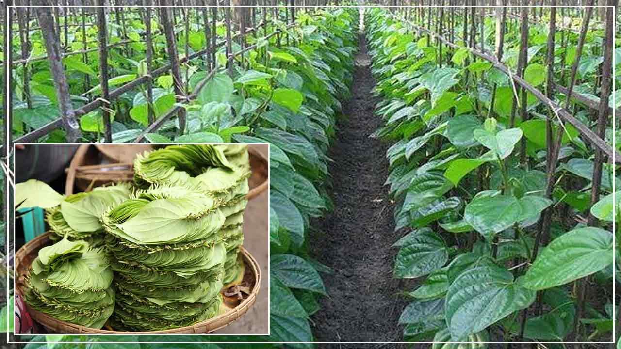 Betel Leaf Farming: తమలపాకుల సాగుతో అద్భుతాలు సృష్టిస్తున్న అక్కడి రైతులు.. దేశంలోనే కాదు.. విదేశాలకు కూడా..