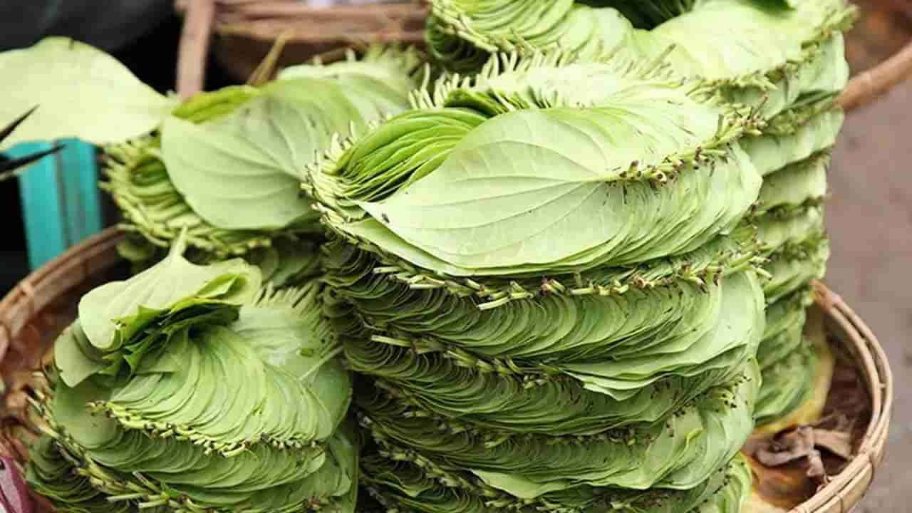 Betel Leaves Benefits: ఆరోగ్య సంజీవని తమలపాకు.. రోజుకు రెండు తింటే చాలు..!