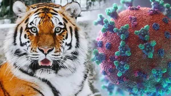 Coronavirus: జంతువులనూ వెంటాడుతున్న కరోనా.. జూలోని పులులు, సింహాలకు పాజిటివ్..