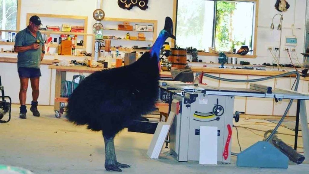Dangerous Bird: ఏడాదిగా కిరాణా స్టోర్కు వస్తున్న ప్రమాదకరమైన పక్షి.. ఏం చేస్తోందంటే..! Dangerous Bird: ఏడాదిగా కిరాణా స్టోర్కు వస్తున్న ప్రమాదకరమైన పక్షి.. ఏం చేస్తోందంటే..!