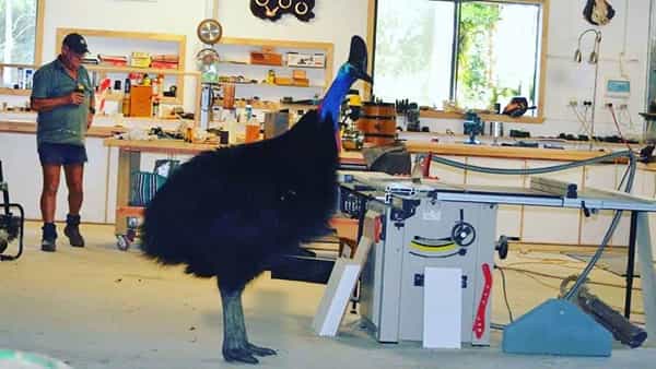 Dangerous Bird: ఏడాదిగా కిరాణా స్టోర్కు వస్తున్న ప్రమాదకరమైన పక్షి.. ఏం చేస్తోందంటే..!