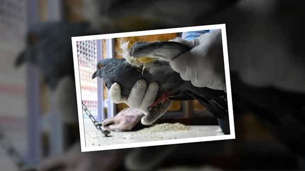Birds Hospital: అక్కడ పక్షులకూ ఓ స్పెషల్ హాస్పిటల్.. ప్రత్యేకతలు తెలిస్తే నోరెళ్లబెడతారు..!