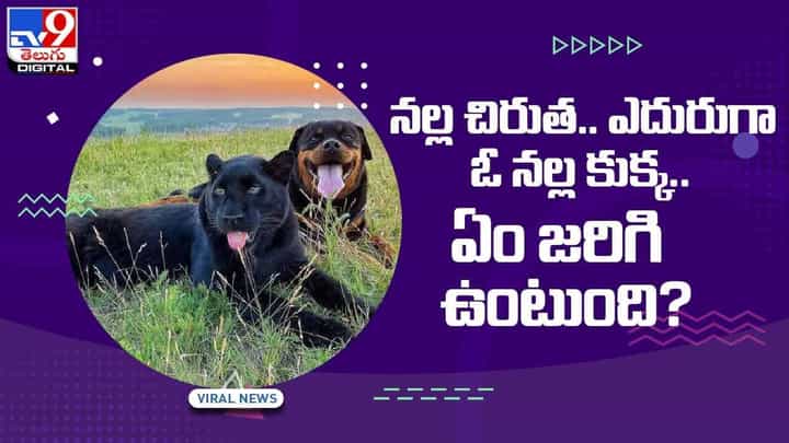 నల్ల చిరుత.. ఎదురుగా ఓ నల్ల కుక్క.. ఏం జరిగి ఉంటుంది? వీడియో నల్ల చిరుత.. ఎదురుగా ఓ నల్ల కుక్క.. ఏం జరిగి ఉంటుంది? వీడియో
