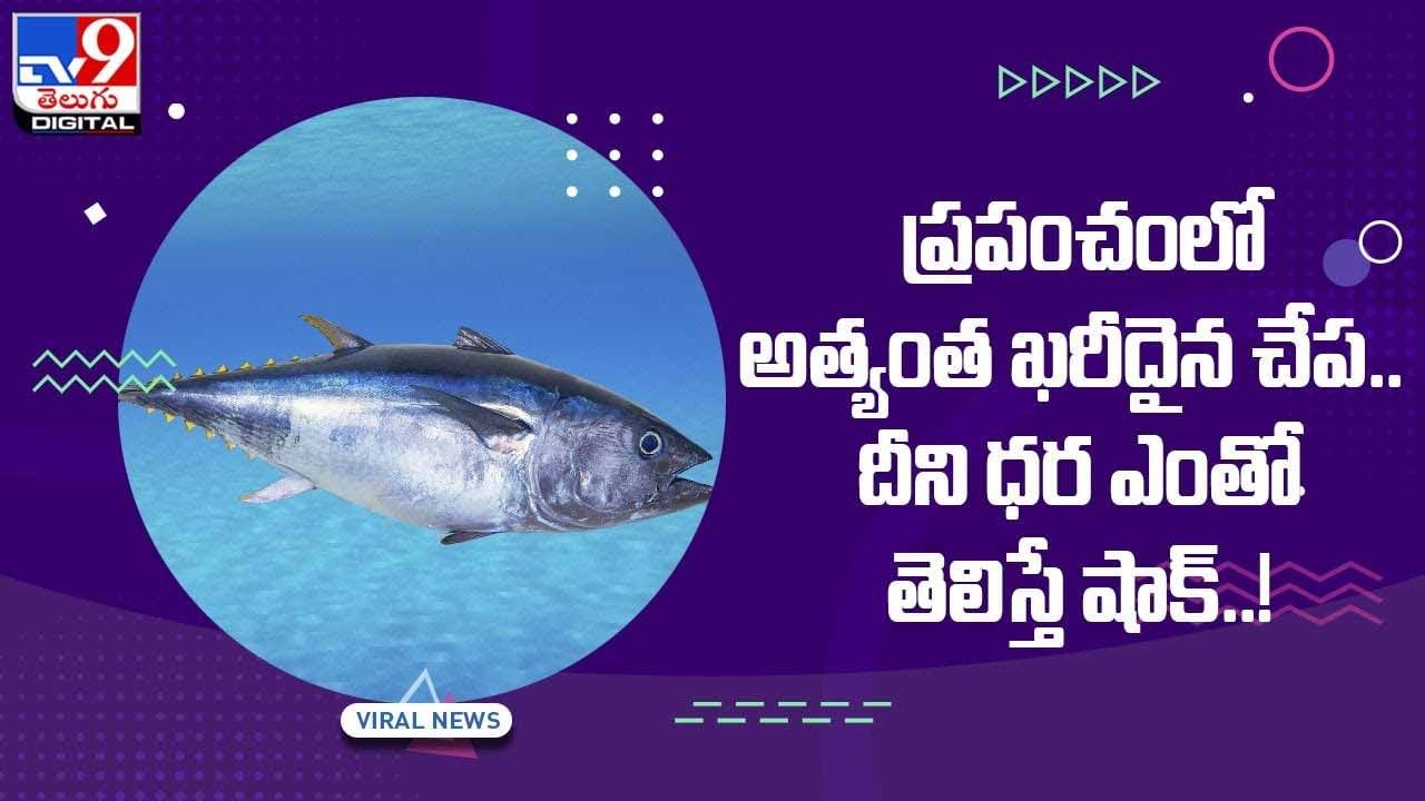 ప్రపంచంలో అత్యంత ఖరీదైన చేప.. దీని ధర ఎంతో తెలిస్తే షాక్.. వీడియో