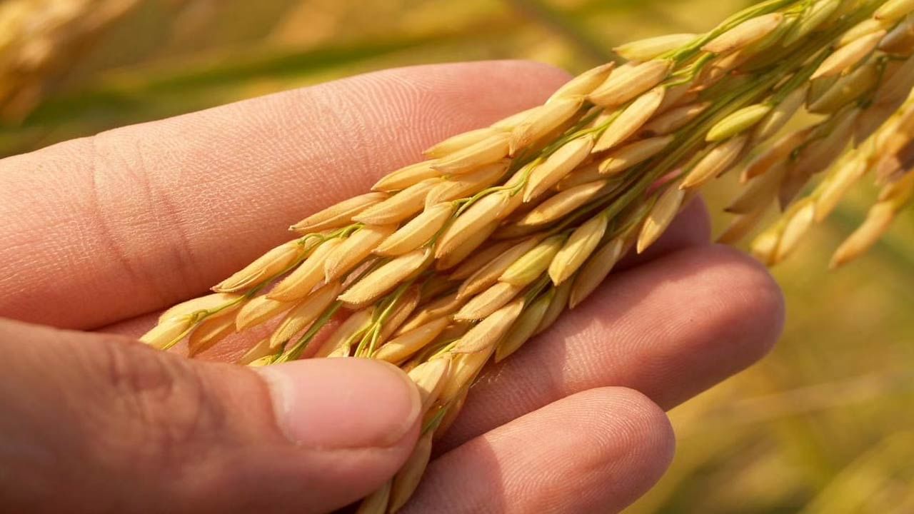 Rice in Telangana: బాయిల్డ్‌ రైస్‌ కొనుగోలు చేయబోం.. ఎందుకో వివరించిన కేంద్రం