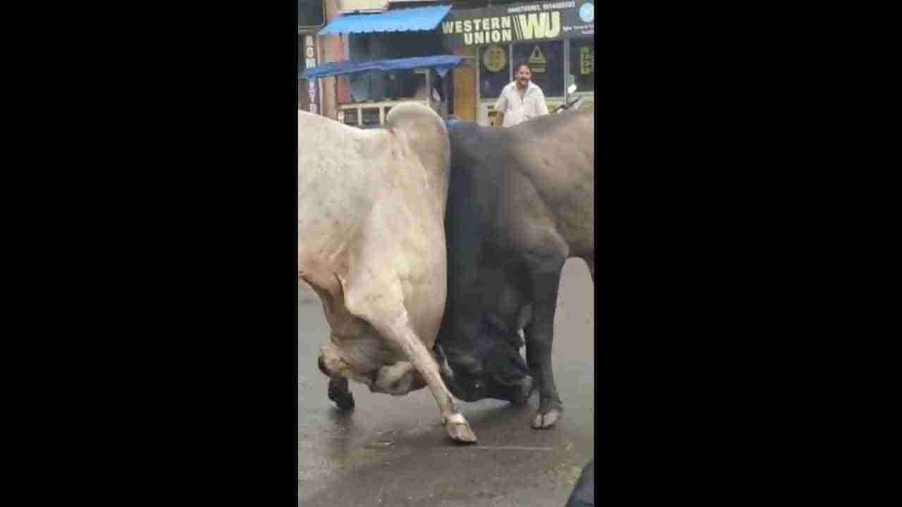 Bullfighting-Andhra Pradesh: రెండు ఆంబోతుల మధ్య భీకర పోరు.. వీడియో చూస్తే గుండెలదరాల్సిందే..!