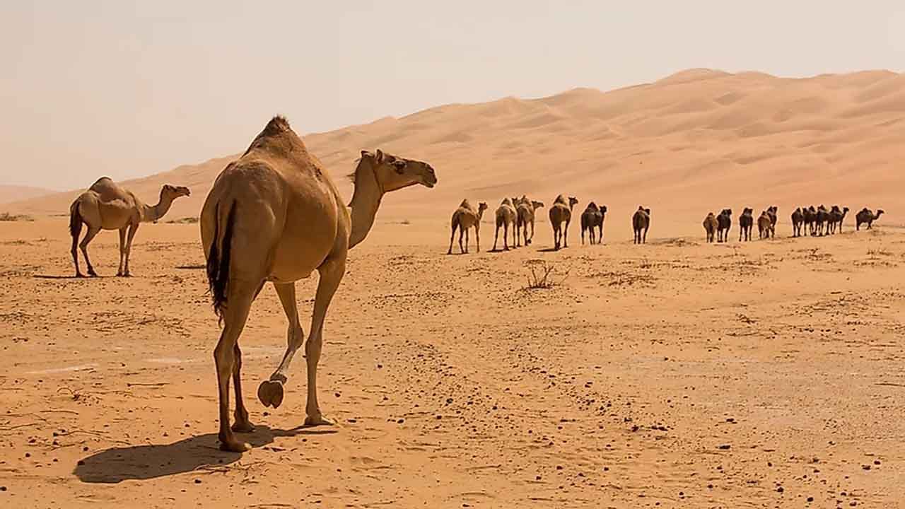 Camels: How can camels survive without drinking water .. What is so special  about their eyelids? .. so many interesting things? | Camels without water:  How Long Can A Camel Go Without