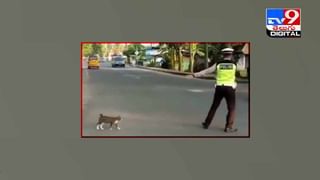 Viral Video: స్కూల్‌ యూనిఫామ్‌ వేసుకుని సైకిల్‌పై స్కూల్‌కి వెళ్తోన్న కోతి !! వీడియో