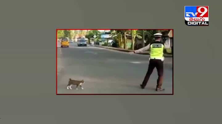 Viral Video: వాహనాలను ఆపి మరీ బుజ్జి పిల్లిని రోడ్డుదాటించిన పోలీస్ !! వీడియో Viral Video: వాహనాలను ఆపి మరీ బుజ్జి పిల్లిని రోడ్డుదాటించిన పోలీస్ !! వీడియో