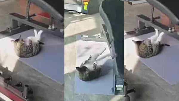 Cat at GYM: ఫిట్ నెస్ కోసం జిమ్లో కష్టపడుతున్న పిల్లి.. నెటిజన్లు ఫన్నీ కామెంట్స్.. వీడియో వైరల్..