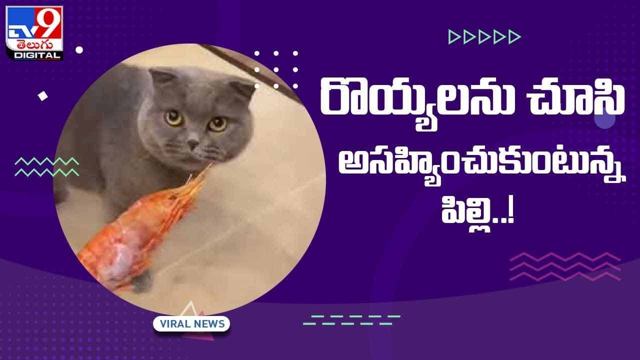 Viral Video: రొయ్యలను చూసి అసహ్యించుకుంటున్న పిల్లి !! వీడియో Viral Video: రొయ్యలను చూసి అసహ్యించుకుంటున్న పిల్లి !! వీడియో