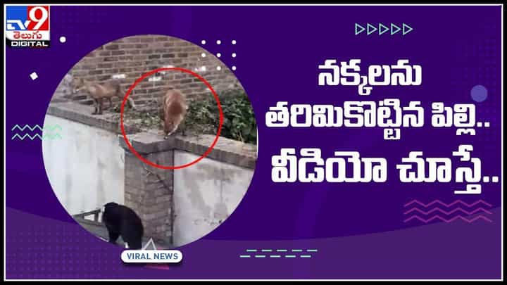 Cat fight with fox: నక్కలకు చుక్కలు చూపించి తరిమికొట్టిన పిల్లి.. హ్యాట్సాఫ్ క్యాట్..అంటున్న నెటిజన్లు.. వీడియో Cat fight with fox: నక్కలకు చుక్కలు చూపించి తరిమికొట్టిన పిల్లి.. హ్యాట్సాఫ్ క్యాట్..అంటున్న నెటిజన్లు.. వీడియో