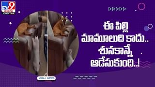 Viral Video: రెండు తలలతో పందిరూపంలో ఆవుదూడ..పుట్టాక షాకింగ్‌ ఘటన.. వీడియో